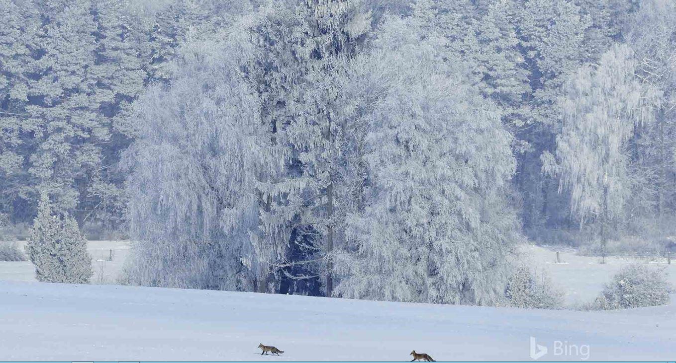 20180104redfoxsnow