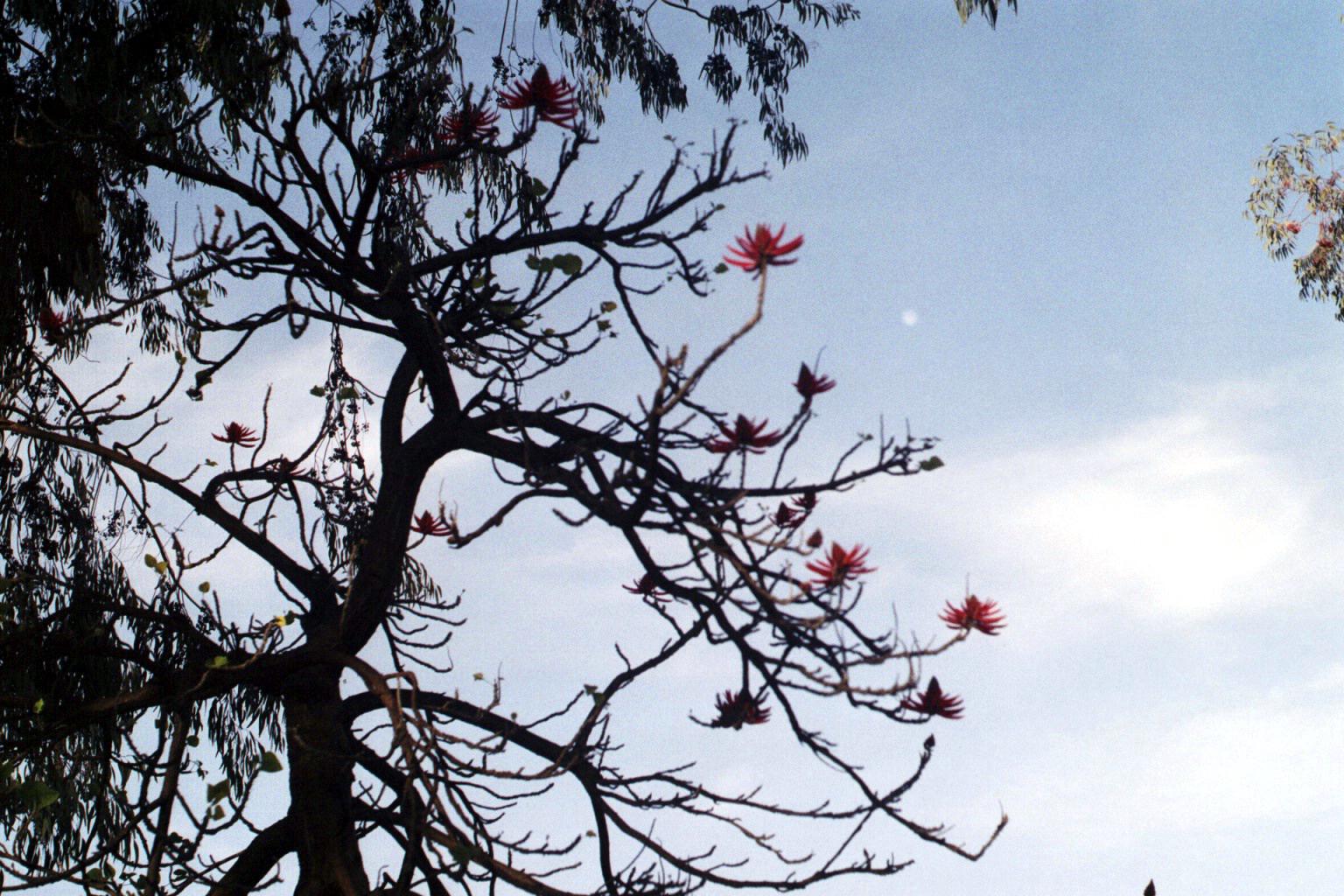 Tree08292003