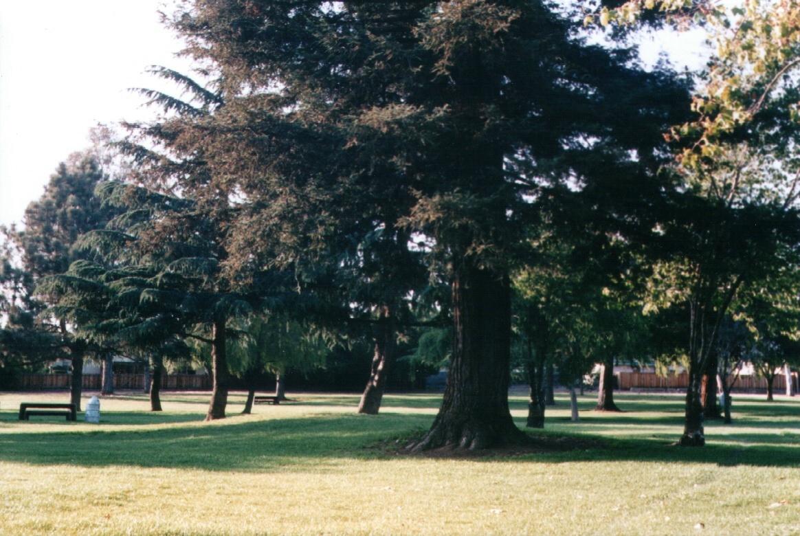 sanjoselibaryTree