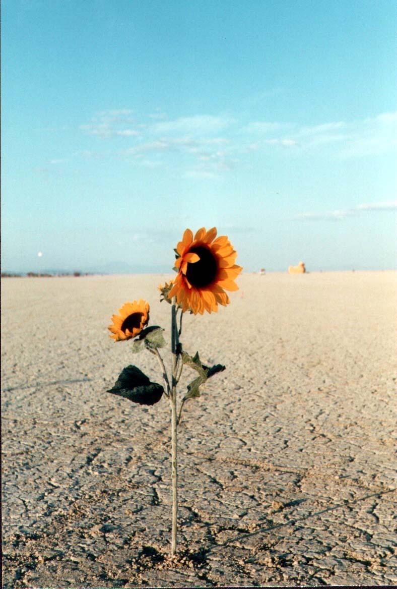 burningmanSunflower