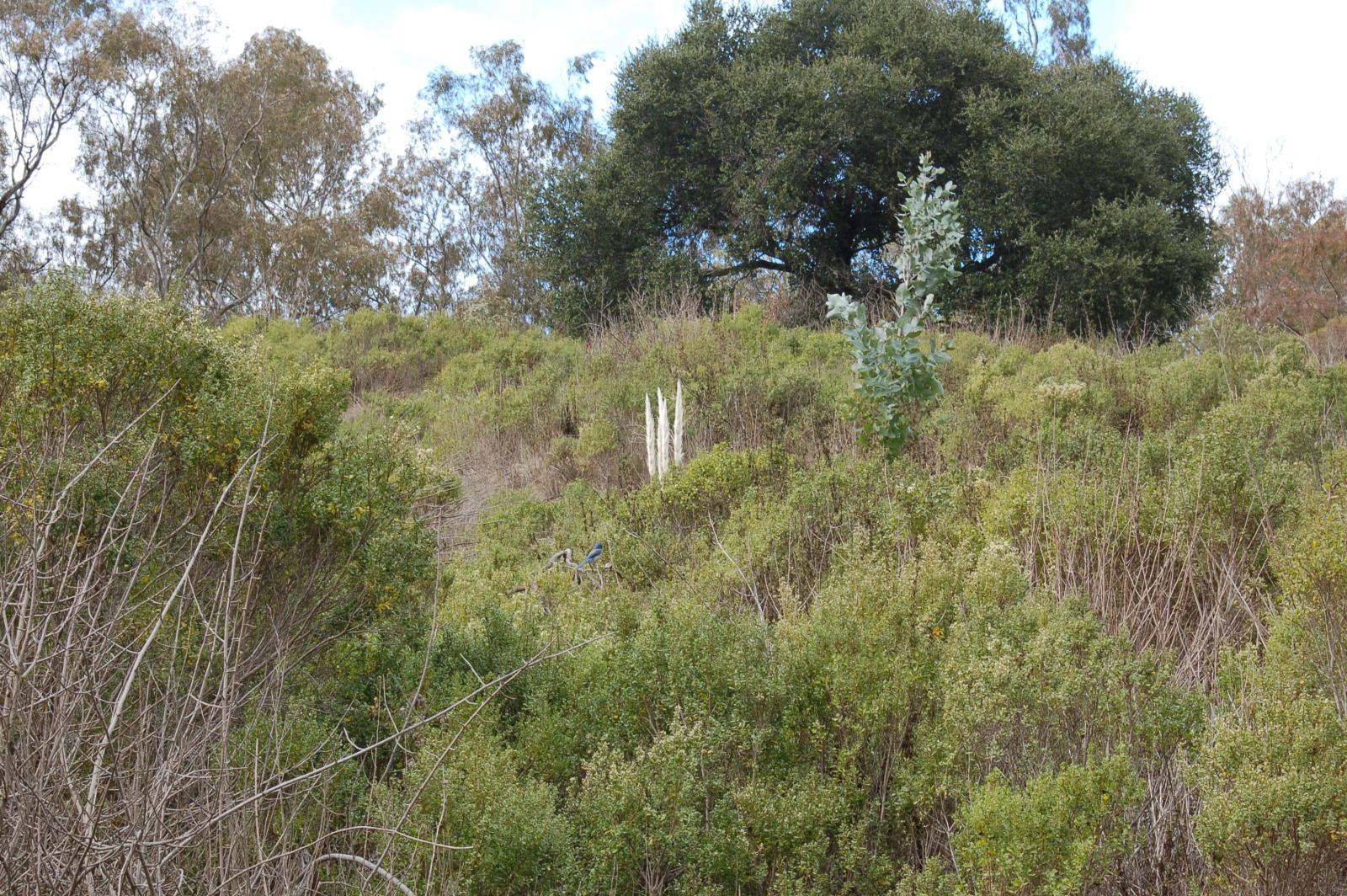 DSC 0044