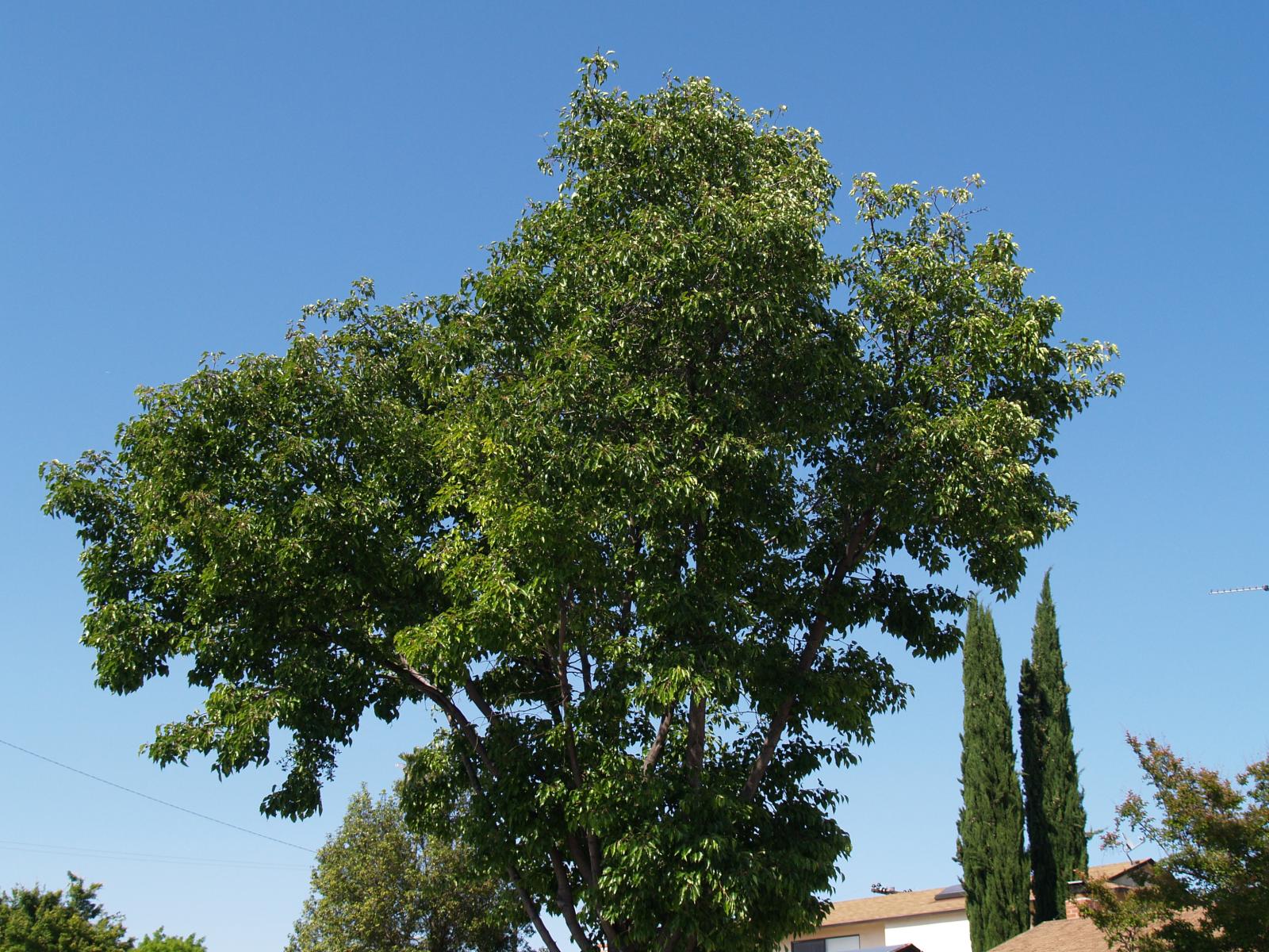 P5121440