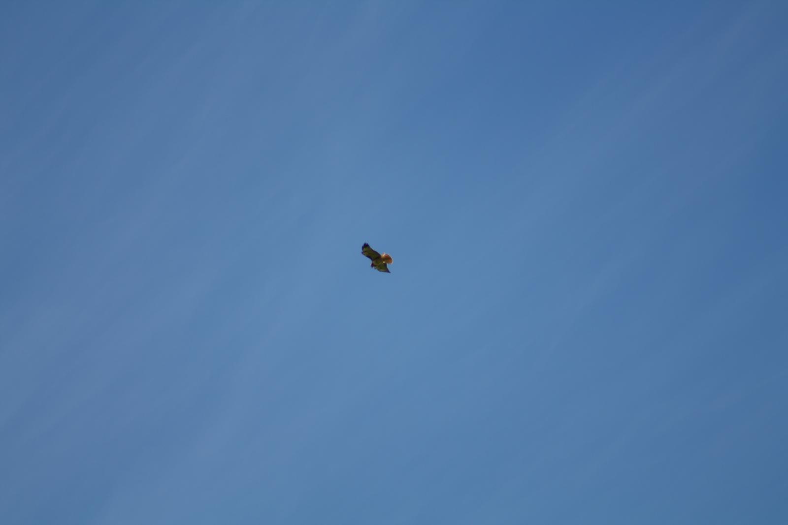 IMG 1761