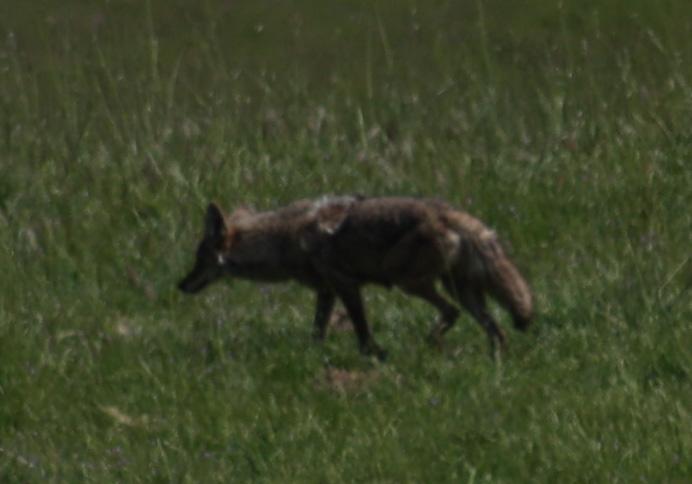 coyote