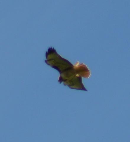 hawk