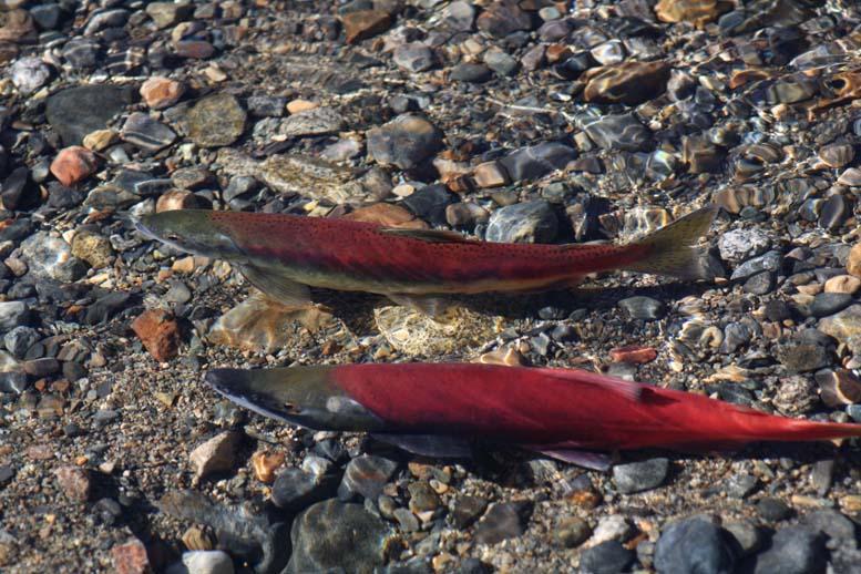 IMG 4559Salmon-2