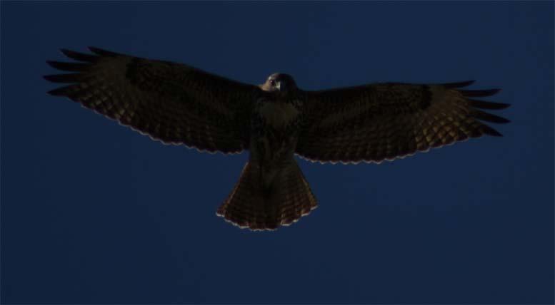 IMG 4926Eagle-2