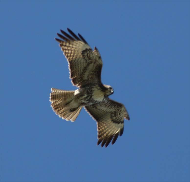 IMG 4941Eagle-1