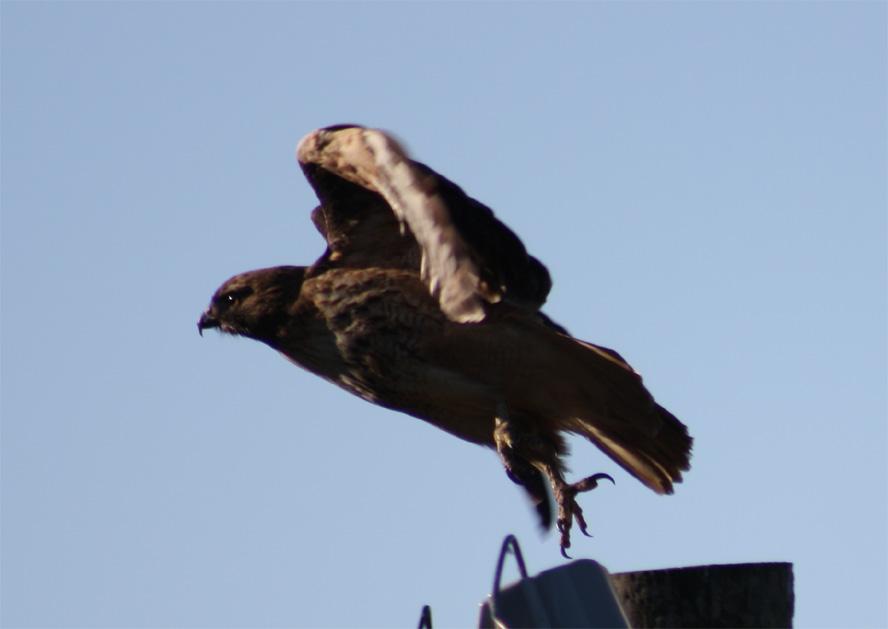 hawk1