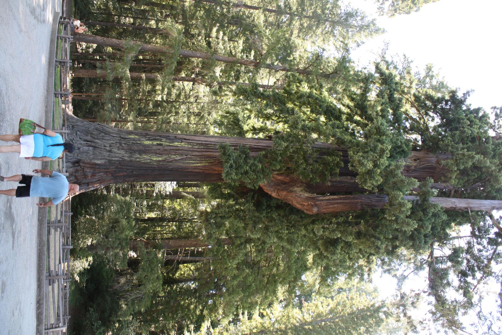IMG 7603