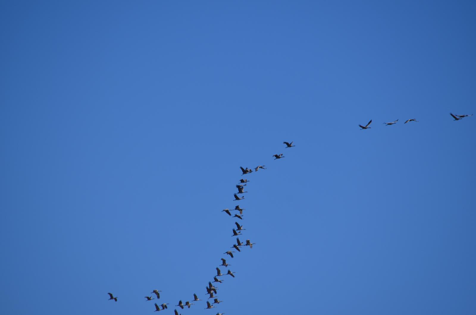 DSC 0009