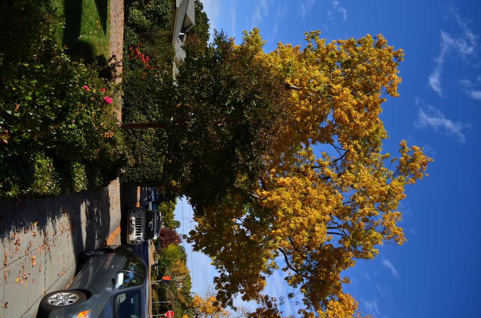 DSC 0110