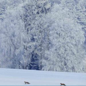 20180104redfoxsnow