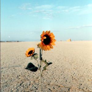 burningmanSunflower