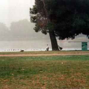 MemphisTN04