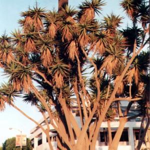 santaMonica12