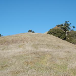 DSC 0008