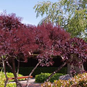 OLYMP-2007-04-29-foothillcollegeAlumRockPark