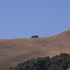 P4291381