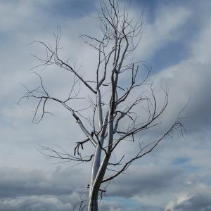 DSC 2556