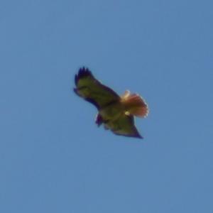 hawk