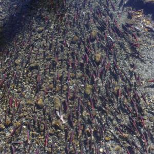 IMG 4668Salmon-1