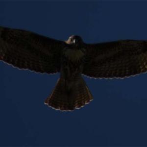 IMG 4926Eagle-2