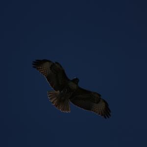 IMG 4927