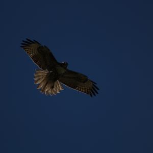IMG 4930
