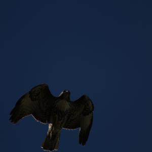 IMG 4932
