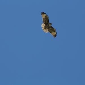 IMG 4939