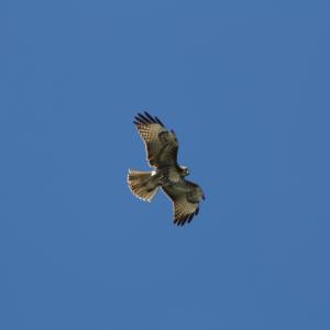 IMG 4941