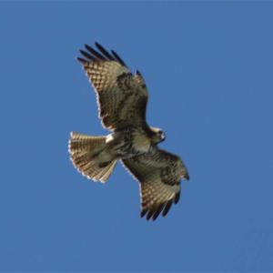 IMG 4941Eagle-1