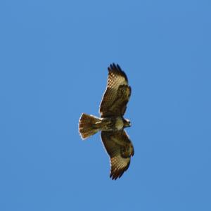IMG 4943
