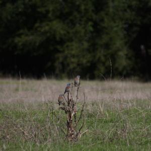 IMG 4953