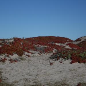CanonXS-2010-11-25-montereyStanfordOregonState