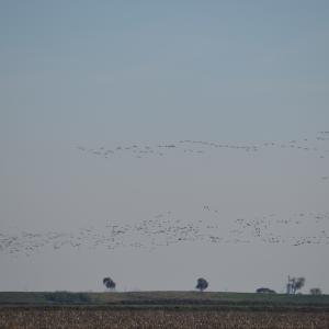 DSC 0035