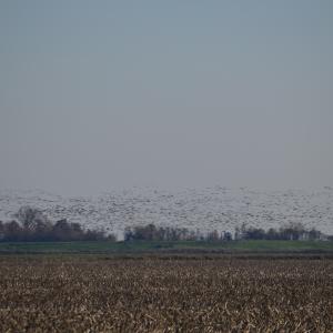 DSC 0039